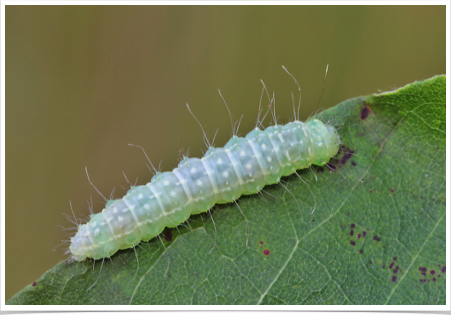 Polygrammate hebraeicum
The Hebrew (middle instar)
Lawrence County, Alabama